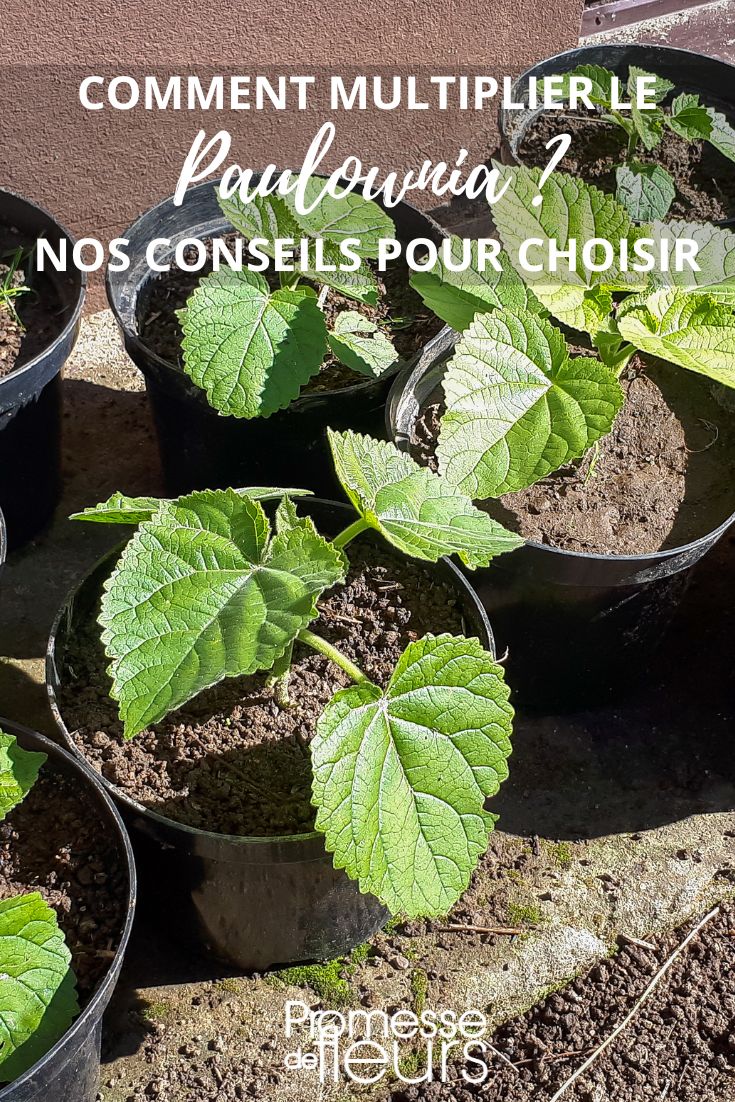 sembrar o esquejar el paulownia