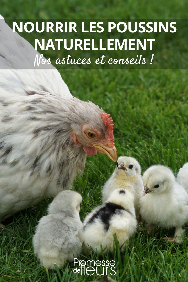 alimento natural para pollitos