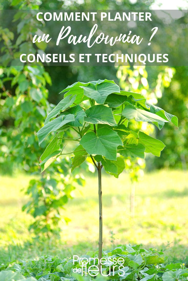 plantación del paulownia