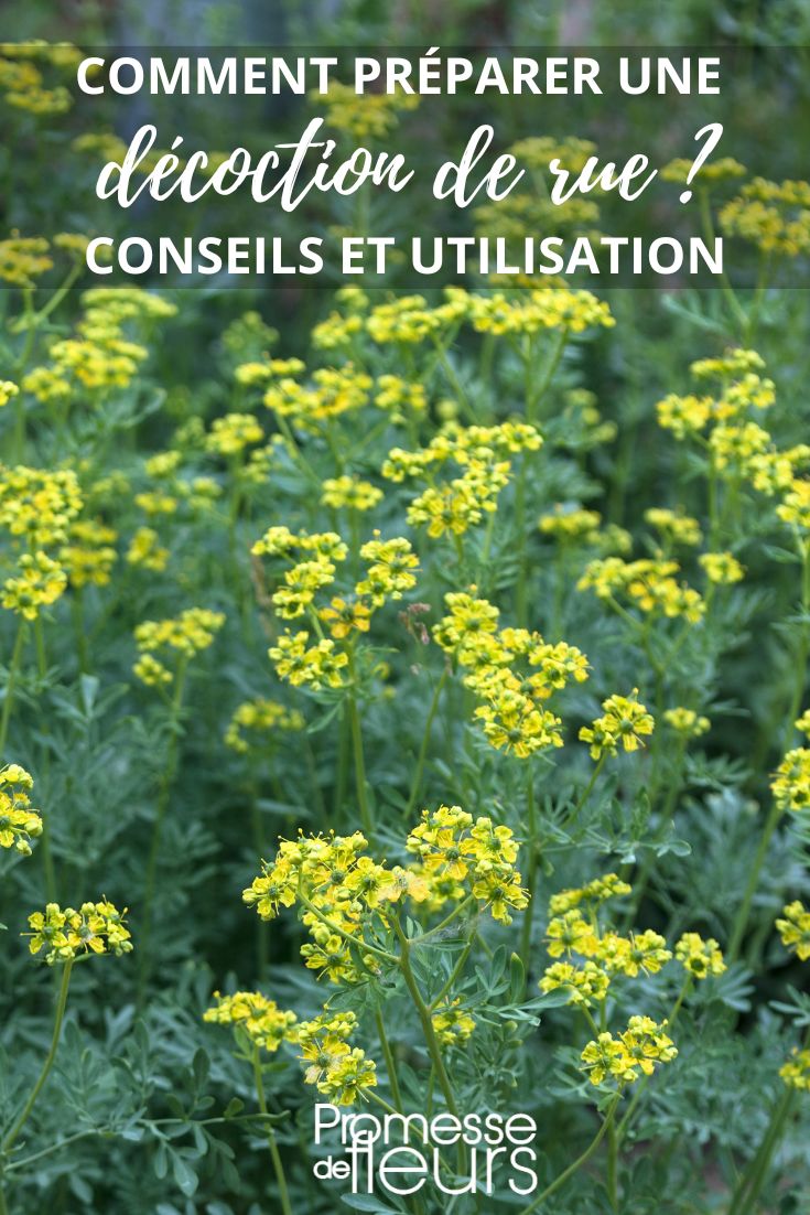 La Ruda común, Ruta graveolens