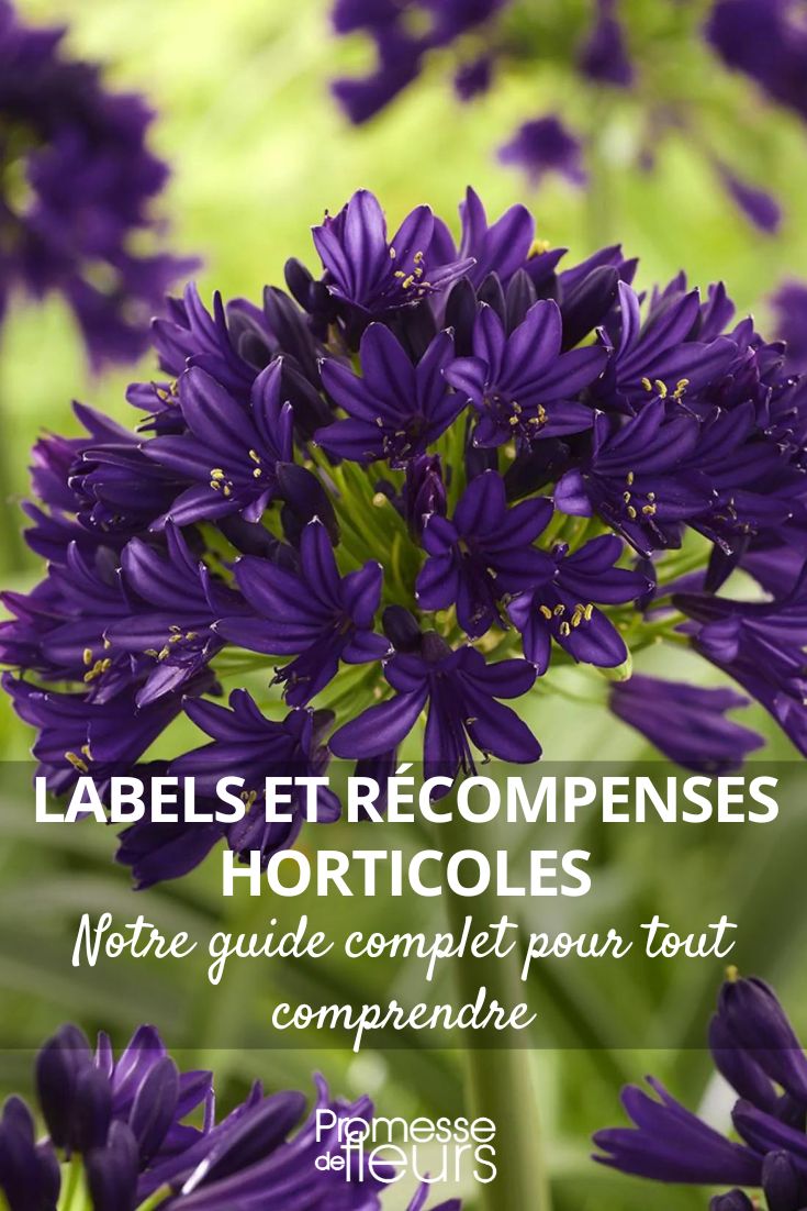 El Agapanto 'Black Jack'