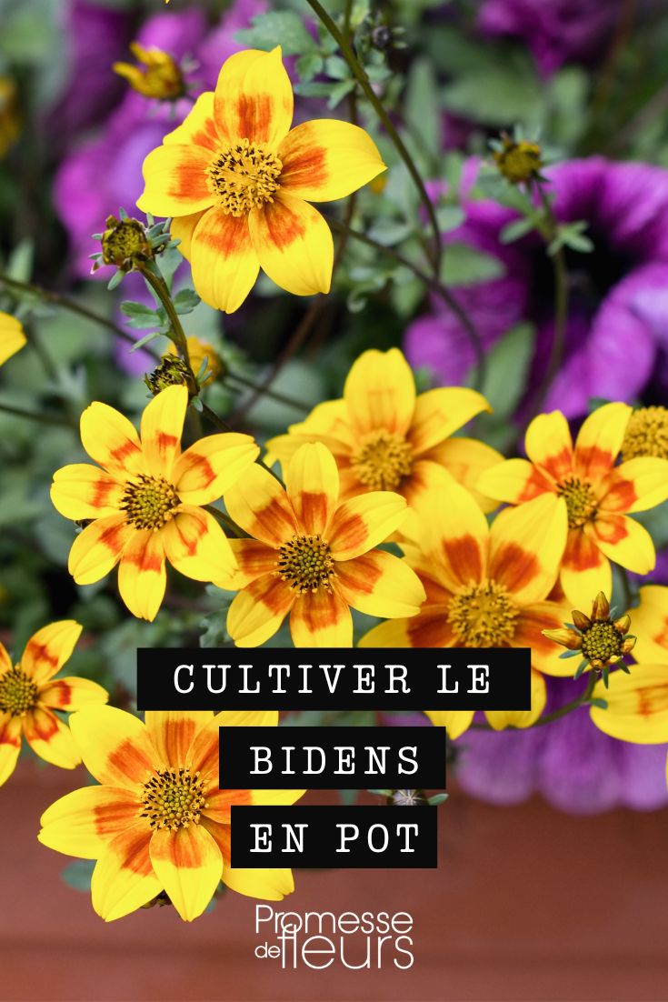 cultivo de bidens en maceta