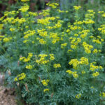 ¿Cómo preparar y usar una decocción de ruda en el jardín?