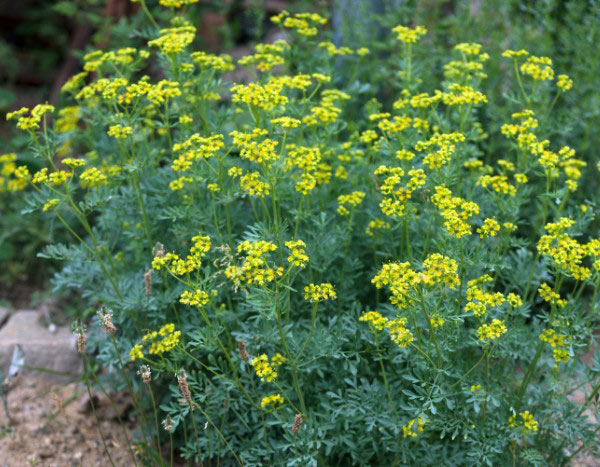 ¿Cómo preparar y usar una decocción de ruda en el jardín?