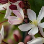 7 plantas trepadoras que realzarán tu jardín durante todo el año