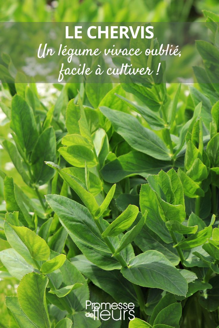 Sium sisarum (traducción al español: "Chirivía de agua" o "Sisaro")  

*Nota: Se mantiene el nombre científico "Sium sisarum" por convención botánica, pero se añaden los nombres comunes en español entre paréntesis para mayor claridad.*