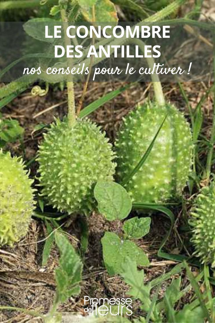 Cucumis auguria (traducción al español: Pepino Auguria)