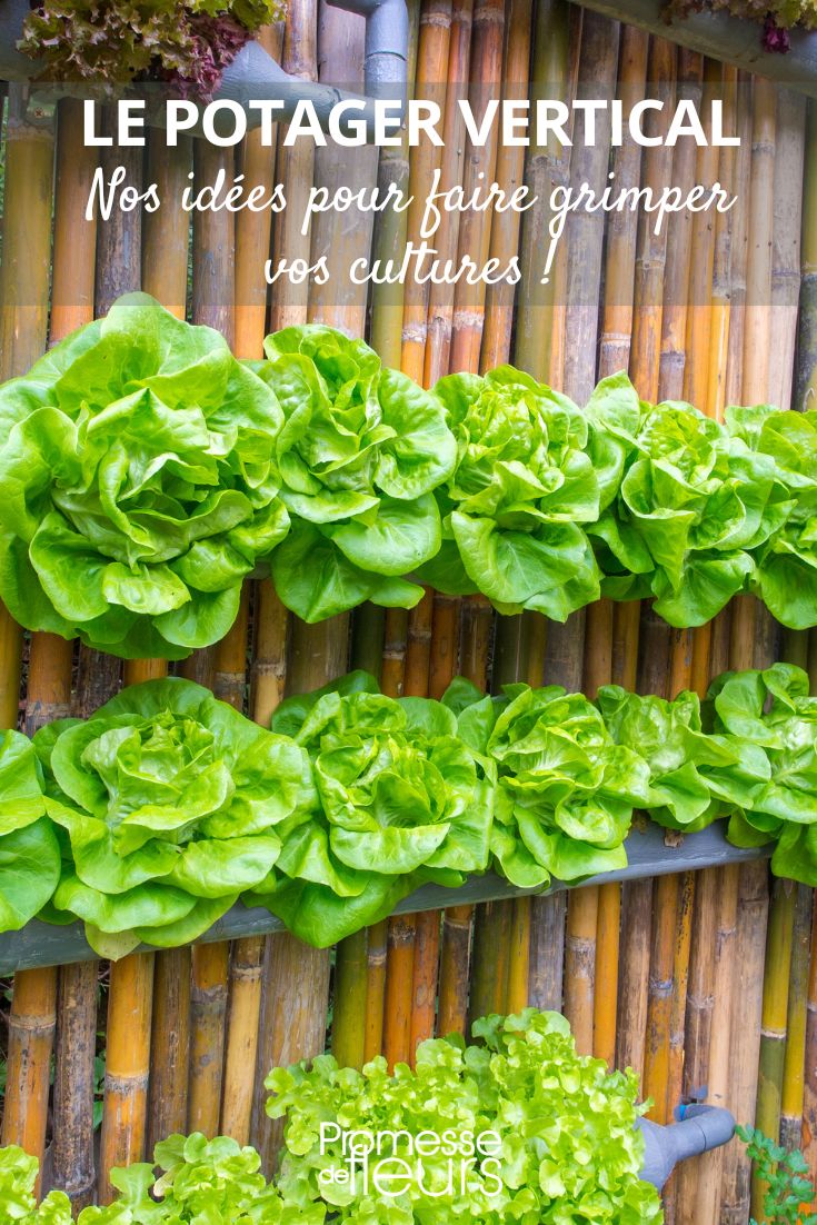 ensalada en la pared