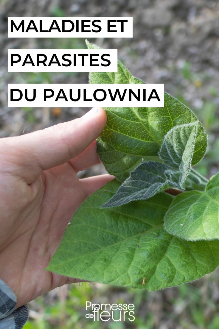 hojas de paulownia