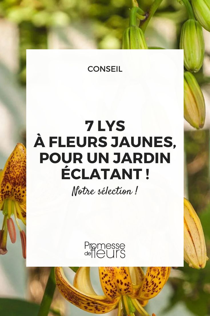 Aquí tienes la traducción al español del texto solicitado:

"lys Peppard Gold"

(Nota: Como solo se proporcionó un nombre de planta/cultivar sin contexto adicional, la traducción se limita a mantener el nombre original ya que los nombres propios de variedades vegetales generalmente no se traducen en el ámbito de la horticultura profesional).