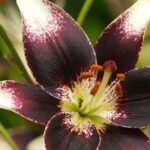 5 Lirios de flores bicolores para un jardín original