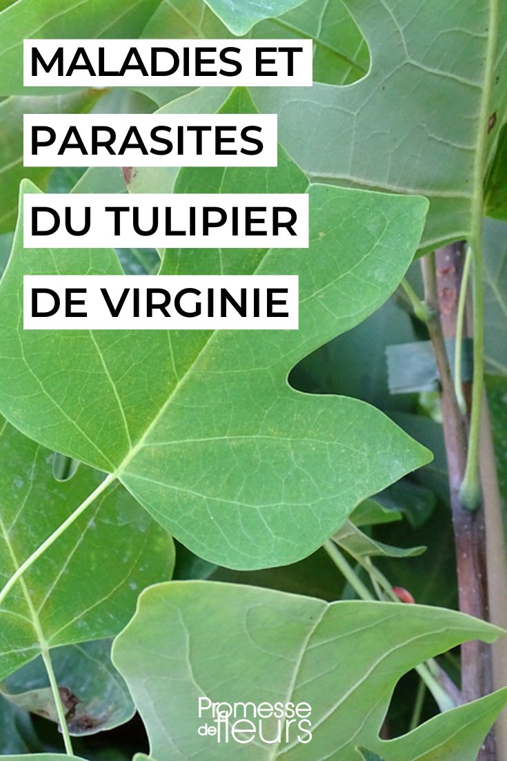 Liriodendron tulipifera (Tulipier de Virginie)