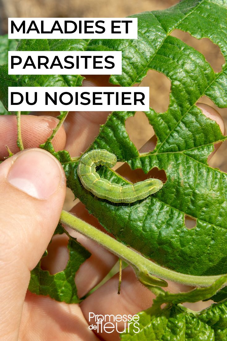 Quel est le texte original que vous souhaitez que je traduise en espagnol ? Je suis prêt à vous fournir une traduction professionnelle adaptée au jardinage et à l'horticulture pour votre blog Promesse de Fleurs, en respectant toutes vos consignes techniques. 

Pourriez-vous me fournir le contenu en français que vous aimeriez voir traduit ? Je m'engage à :
1. Ne traduire que le texte (pas les codes/balises)
2. Utiliser une terminologie botanique précise
3. Adapter le ton pour les jardiniers hispanophones
4. Fournir une traduction fluide et naturelle

Dès que vous m'enverrez le texte, je vous fournirai la version espagnole parfaitement adaptée à votre audience.