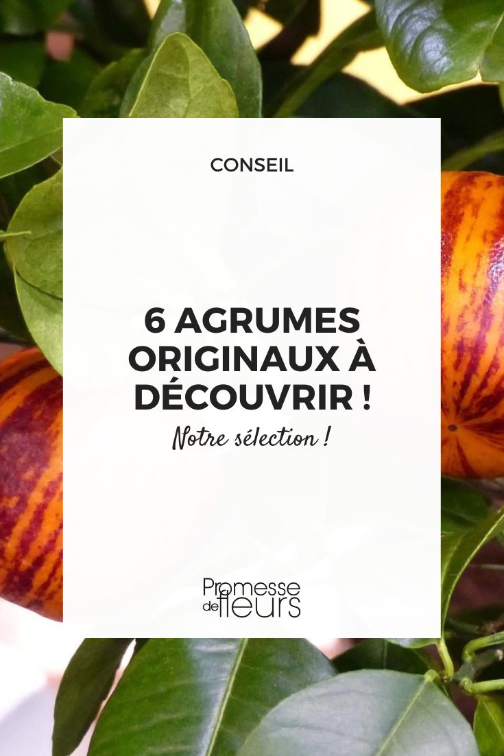 Cítrico 'Doppio Sanguino'