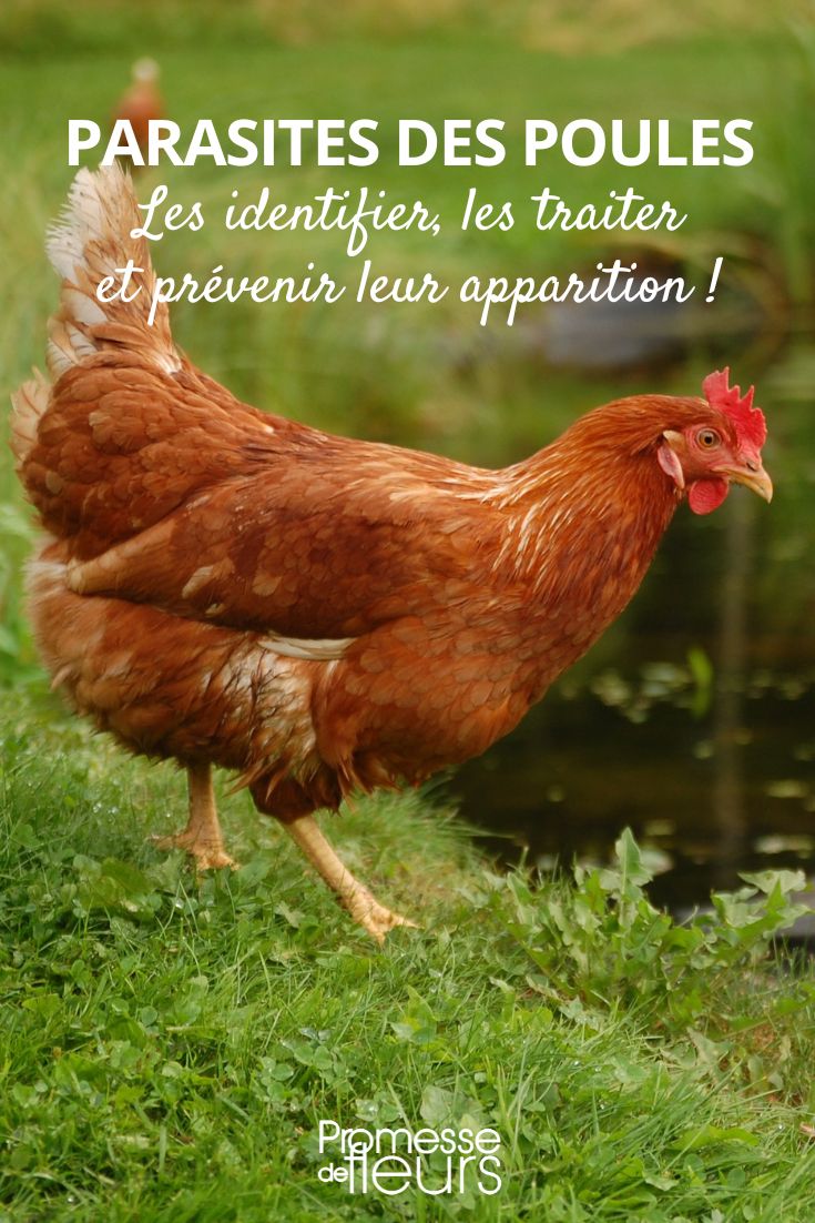 los parásitos del gallinero