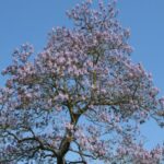 Especies invasoras: ¿hay que tener miedo de la paulownia?