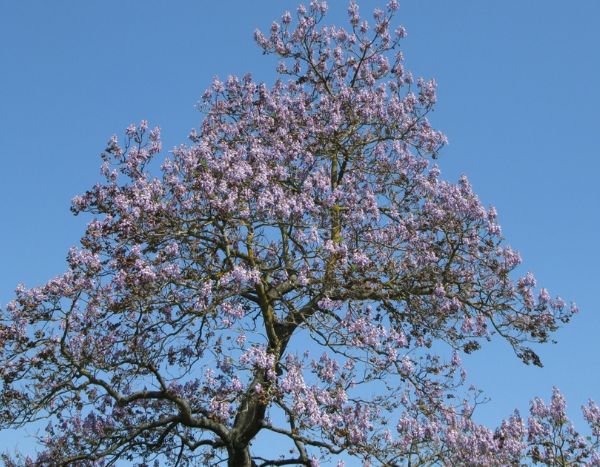 Especies invasoras: ¿hay que tener miedo de la paulownia?