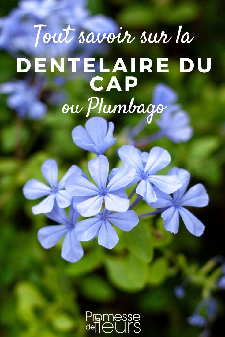 Plumbago plumbago del Cabo