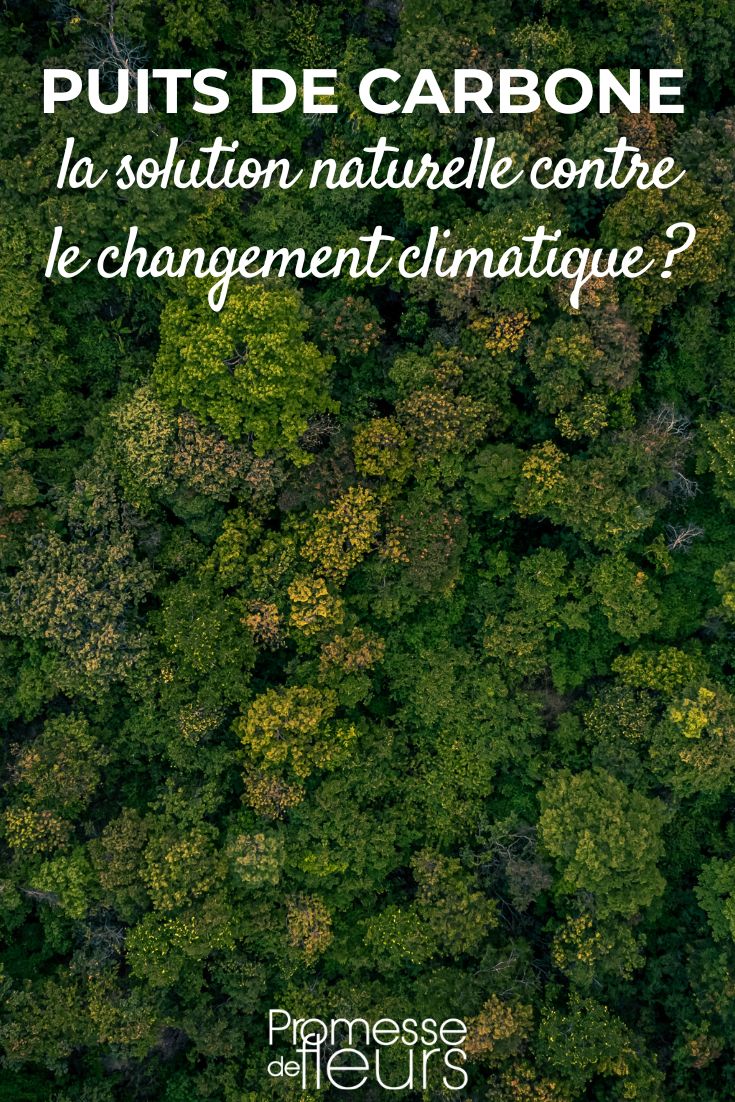 ¿El bosque: ¿la solución natural contra el cambio climático?