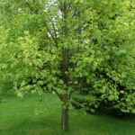 ¿Cómo plantar un Arbol de las tulipas?