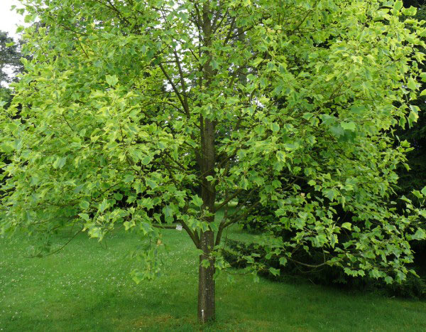 ¿Cómo plantar un Arbol de las tulipas?