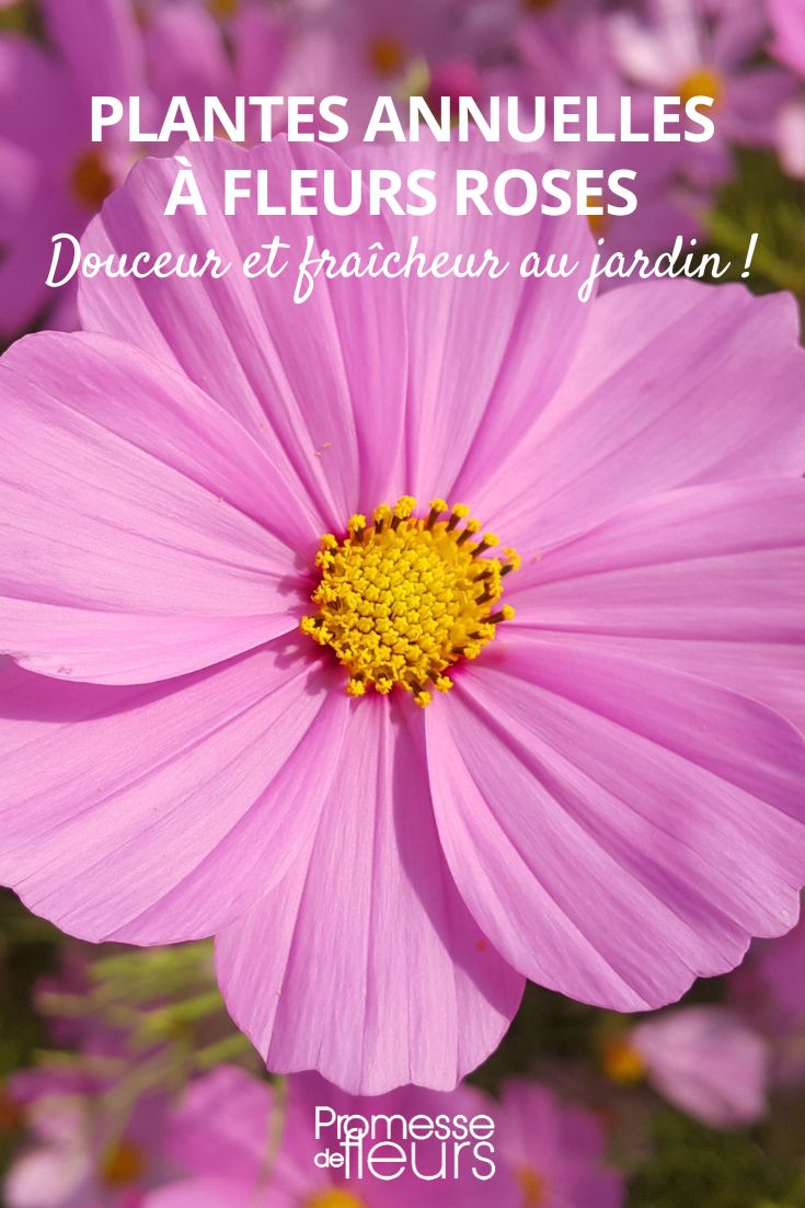 cosmos Sonata Rosa Claro