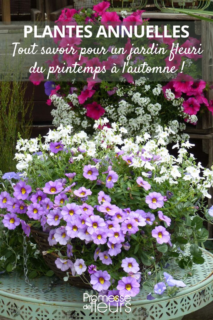 Anuales para jardineras y colgantes Petunia Calibrachoa
