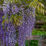 ¡Crea un jardín exuberante con una profusión de flores en cascada!