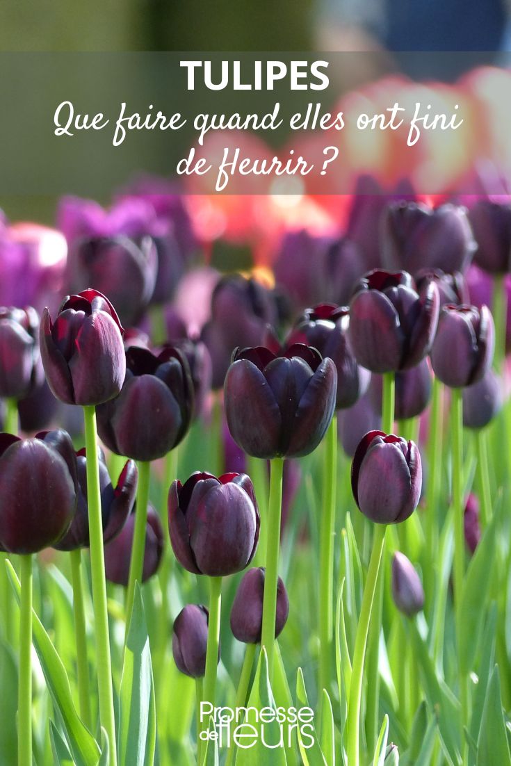 Tulipa Queen of Night - Reina de la Noche