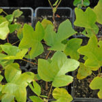 ¿Cómo multiplicar el Arbol de las tulipas?