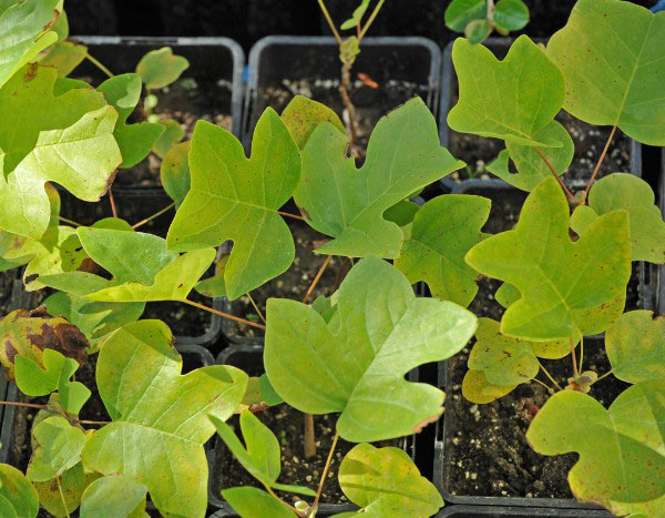 ¿Cómo multiplicar el Arbol de las tulipas?