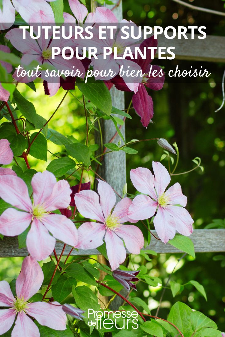 clemátide trepadora