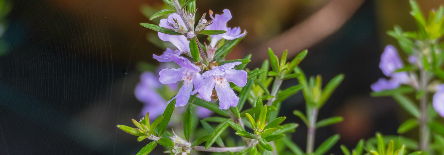 Westringia fruticosa - Romero de Australia: plantación, cultivo y cuidados