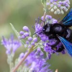 Xylocopa violeta o abeja carpintera: una aliada imprescindible para el jardinero