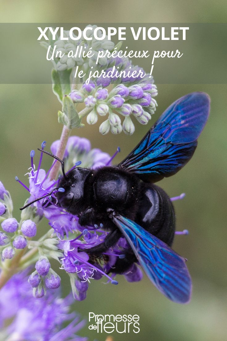 La abeja carpintera, una aliada valiosa para el jardinero