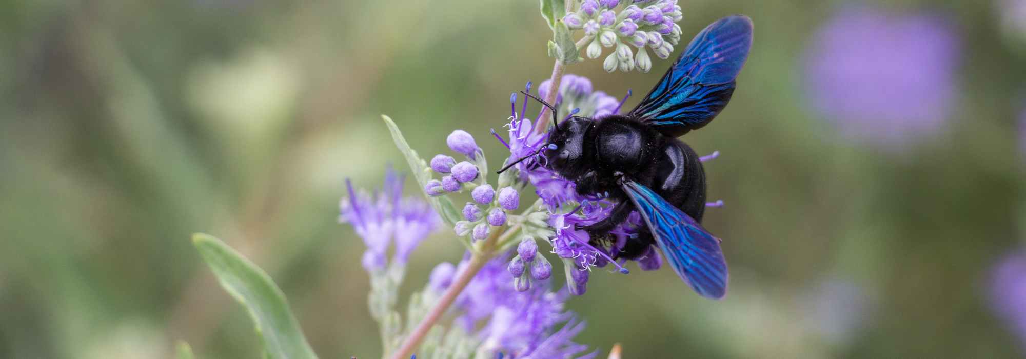 Xylocopa violeta o abeja carpintera: una aliada imprescindible para el jardinero