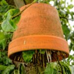 ¿Cómo fabricar un refugio para los Saxífraga-orejillas para proteger sus frutos?