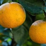 ¡Nuestra selección de cítricos más sabrosos!