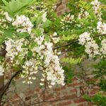 6 árboles infalibles: los más resistentes para un jardín sin complicaciones