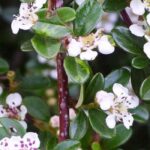 7 arbustos enanos perfectos para bordear un camino