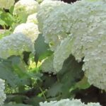 Descubre 7 Arbustos para setos con Floración de verano colorida