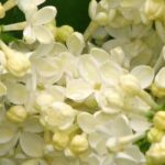 Descubre 7 Arbustos para setos con una floración primaveral deslumbrante