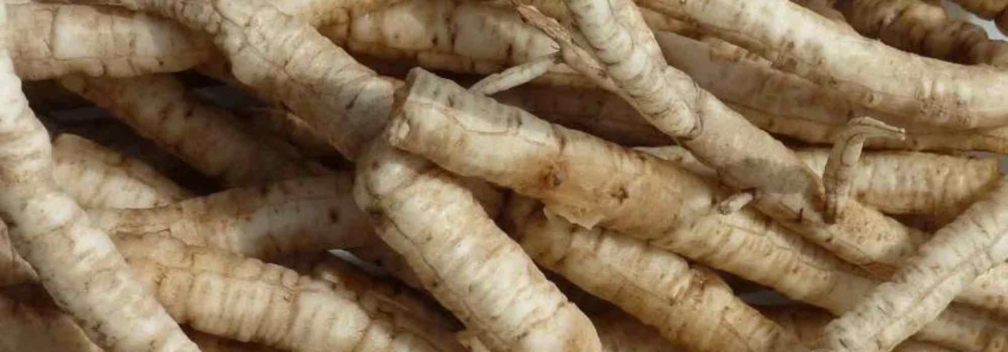 El chervís, una hortaliza perenne olvidada y fácil de cultivar