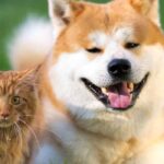 Perro y gato: cómo adaptar el jardín a tus animales domésticos?