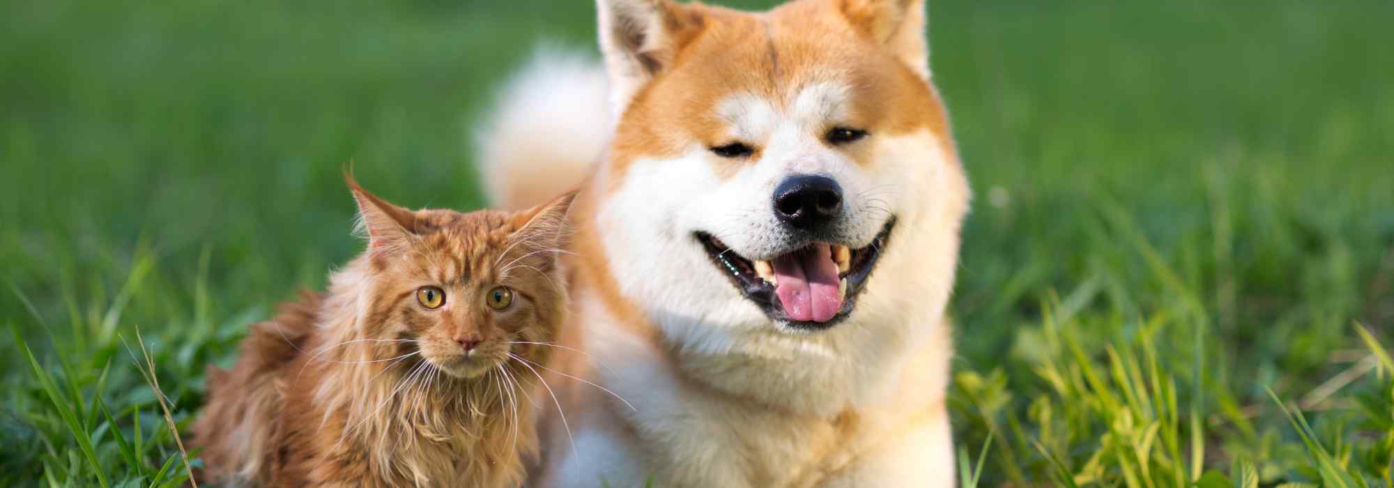 Perro y gato: cómo adaptar el jardín a tus animales domésticos?