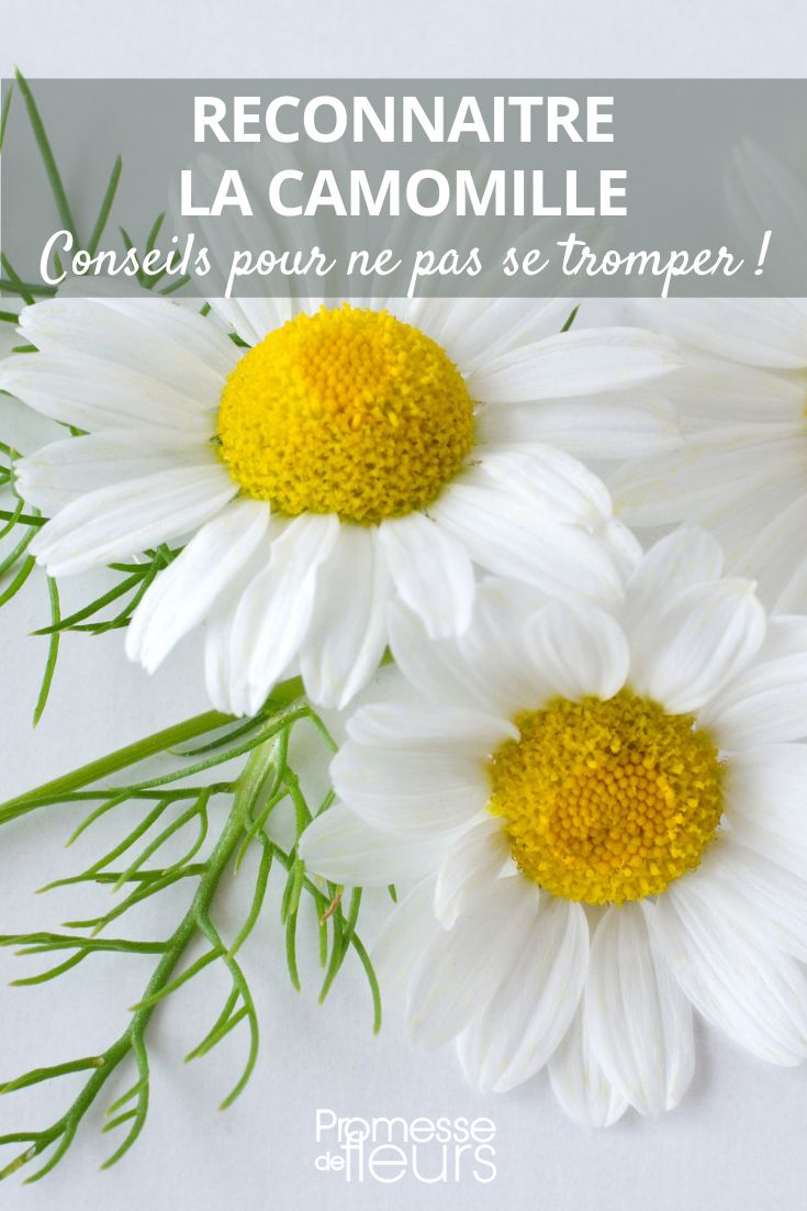 Matricaria chamomilla (Manzanilla común)