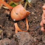 ¿Cómo acelerar la descomposición del compost?