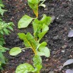 Creación de un Huerto: ¿qué presupuesto prever para un proyecto exitoso?