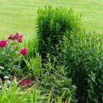 ¡Un hermoso Macizos de flores desde el primer año es posible!