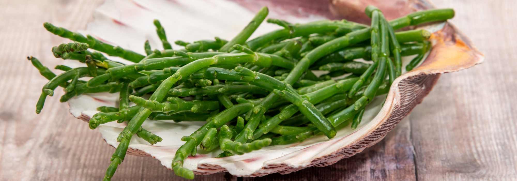 Cultivar la salicornea en maceta: ¿cómo y por qué?